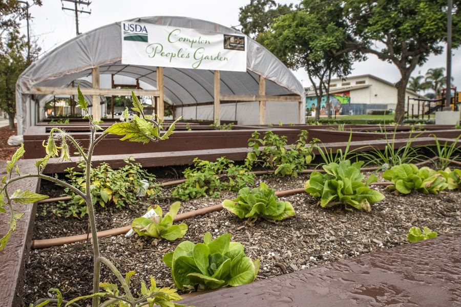 Rows of tomato plants growing in a garden bed