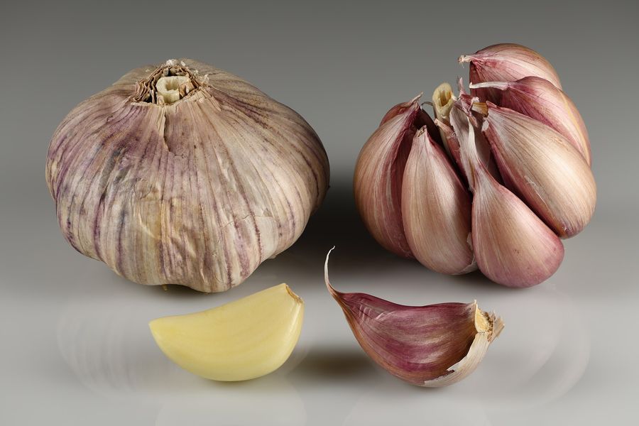 Garlic bulbs broken apart into individual cloves ready for fall planting